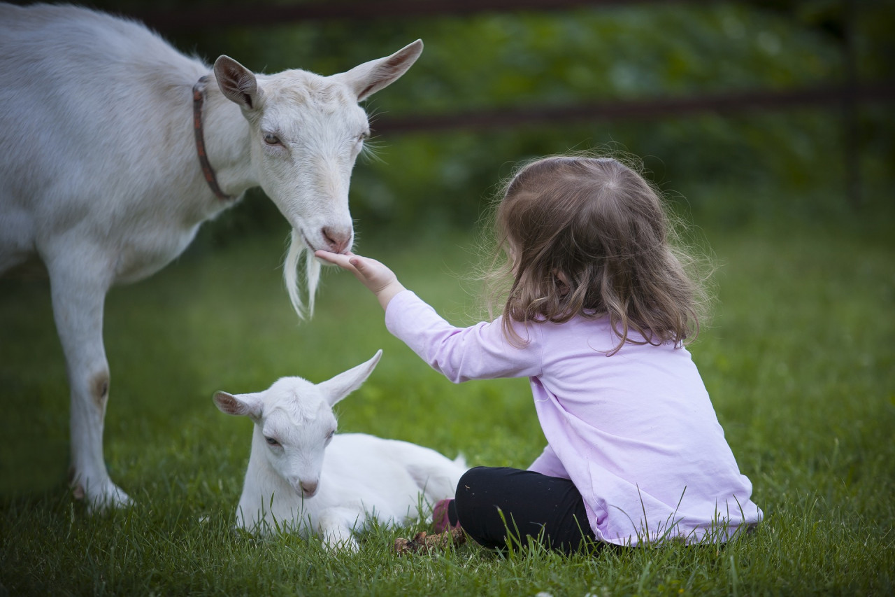 Ist Ziegenmilch gesund?